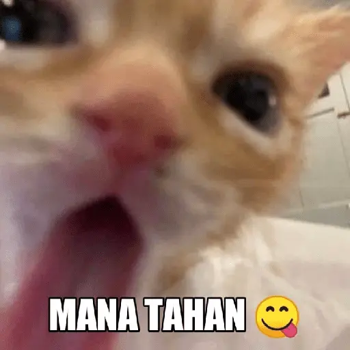 meme kucing 23