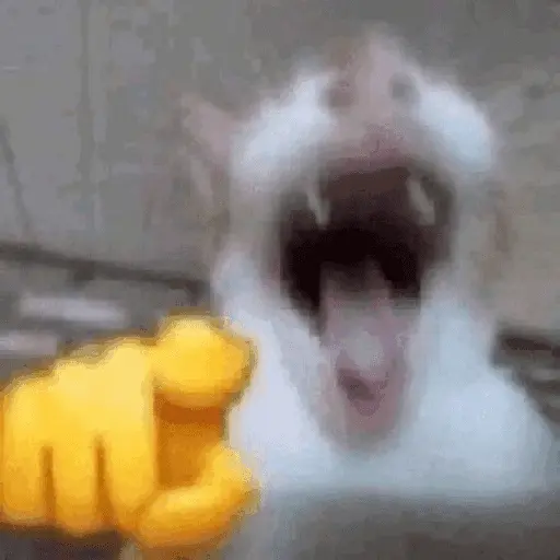 Gatinhos memes 15