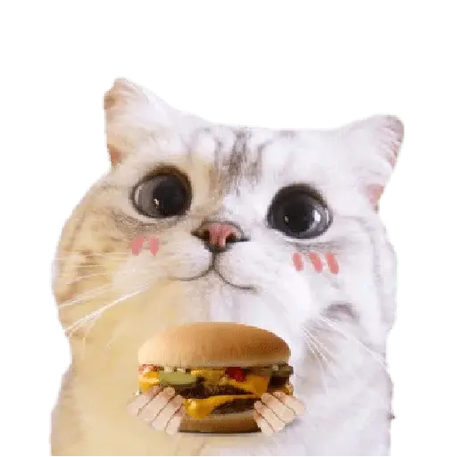 Michis random🐈🐈⬛ 2