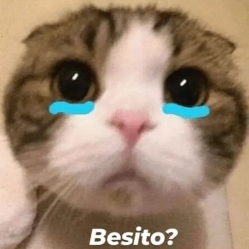 Michis Para Contestar 🐈⬛ 1