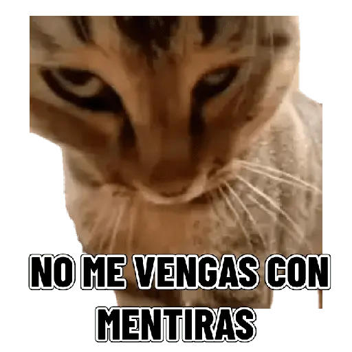 Memes clásicos gatito 😺🔥 5