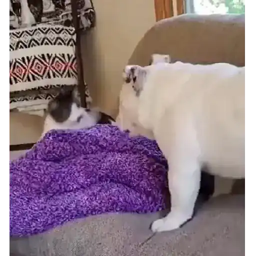 Animales Graciosos 🐕🐈 13