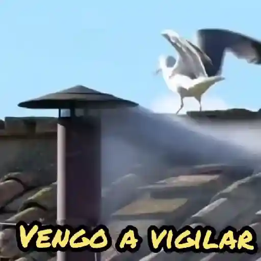 Papa Leon XIV 😎 29