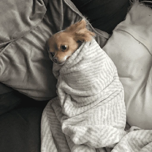 Perritos que tienen frío❄️✨ 16