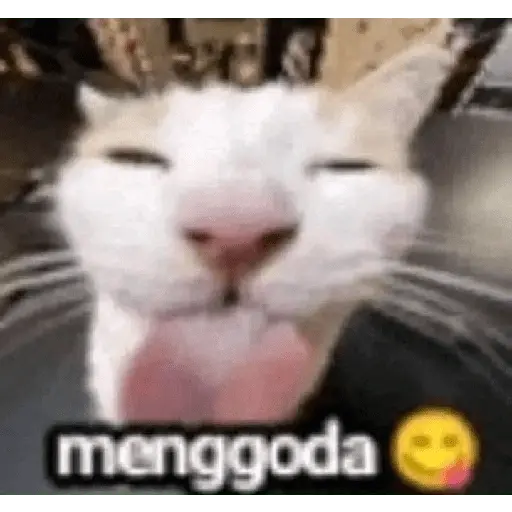 meme kucing 25