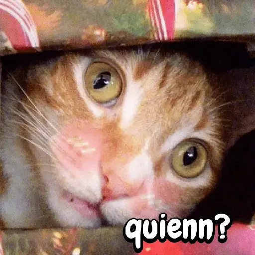 Gatos memes random🐈⬛🐱 4