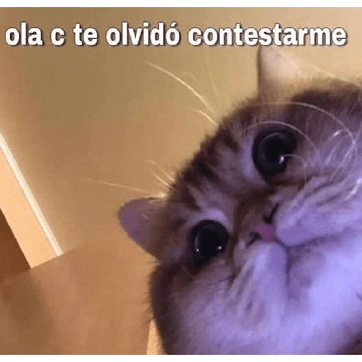 No me dejes en visto 11