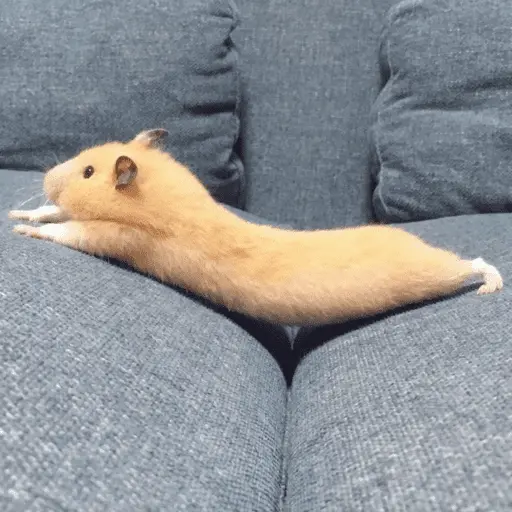 🐹 HAMSTERS MOODCITOS 🐹 3
