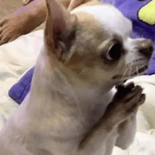 🐶 CHIHUAHUAAA 🎶 14
