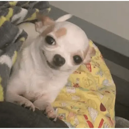 🐶 CHIHUAHUAAA 🎶 2