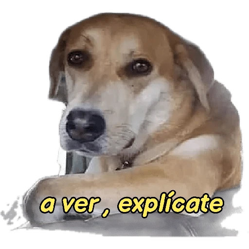 perritos memes 🐕 11