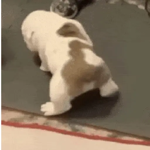 Perros Reacciones🐕🦴 30