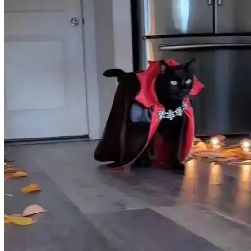 Halloween Tiktok☠️🕸️🎃 10