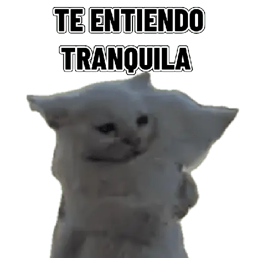 Memes clásicos gatito 😺🔥 2