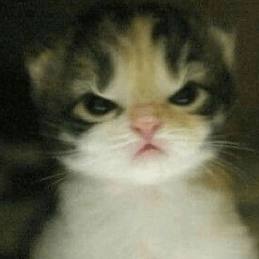 kucing marah 4