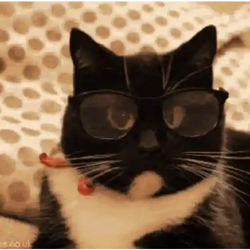GATOS animados 🐈🐈⬛🐾 9