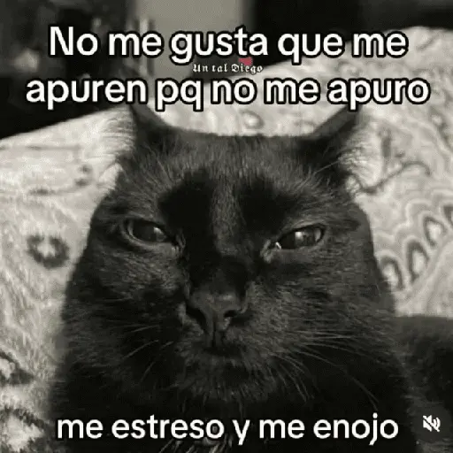 Gatos con frasecitas💬🩷 2