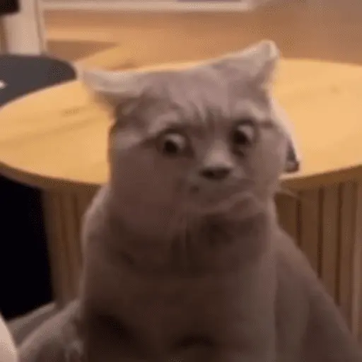 😸 Te lo digo con un gato 😸 2