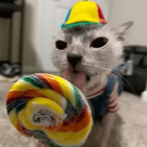Gatos Random 2😼🪷 25