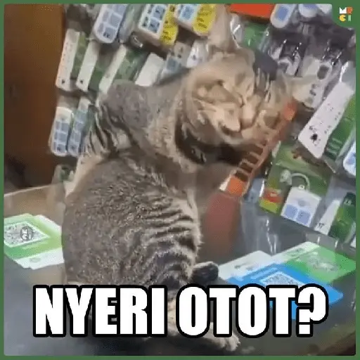 meme kucing 2