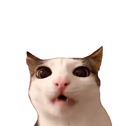 Animales Tiktok Viral 🐱🐈🐈⬛ 8