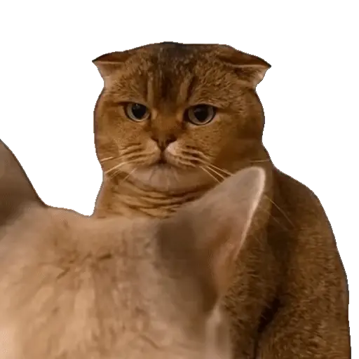 Animales Tiktok Viral 🐱🐈🐈⬛ 7