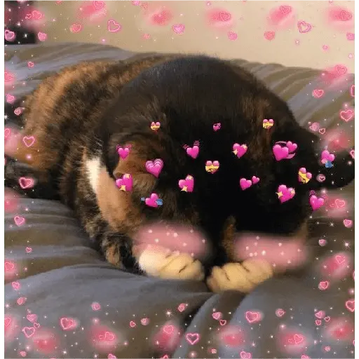 รักลูกแมว 😺💘💞 13