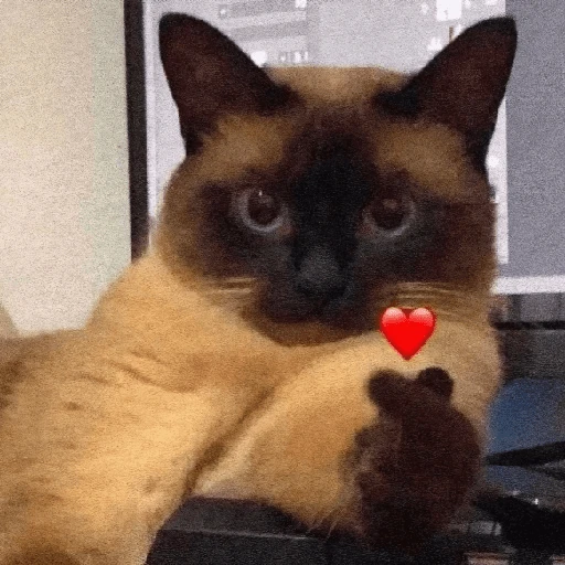 Gatos Random!! #2 16