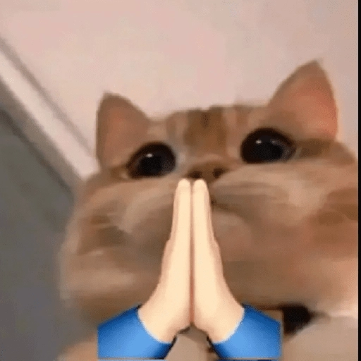 Gatos Random!! #2 2