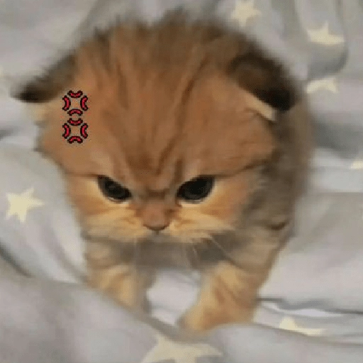 kucing marah 3