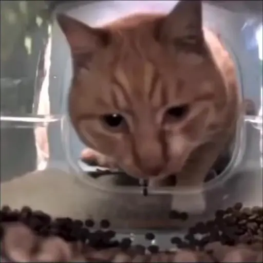 Gatito de Tiktok 4