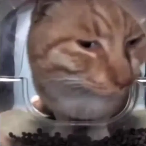 Gatito de Tiktok 9