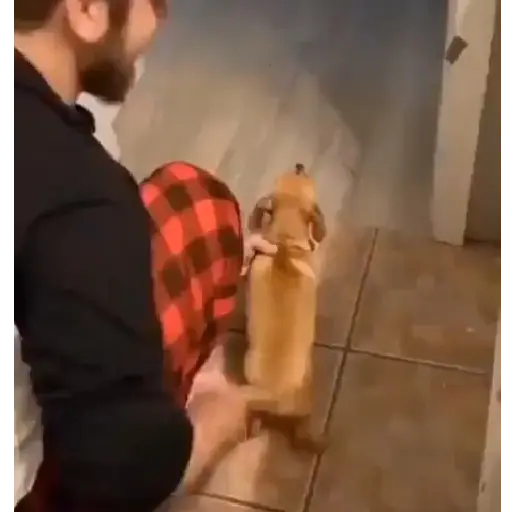 Animales Graciosos 🐕🐈 4