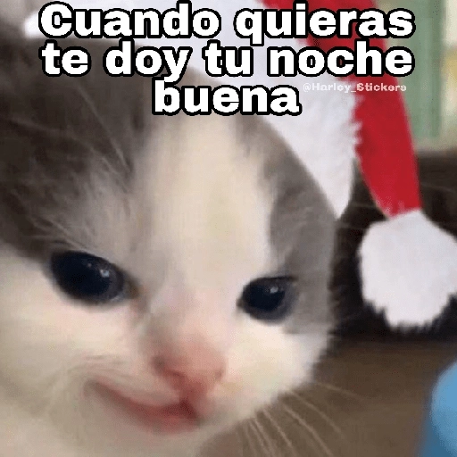 Gatitos Navidad 13