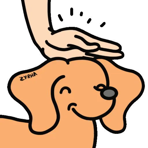 Perro Bachicha 11