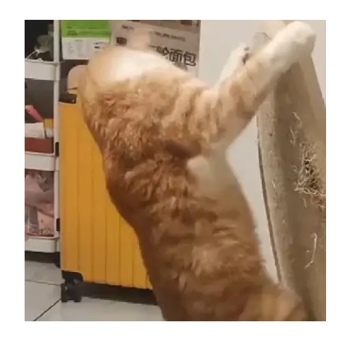 Horny Cats 🐱❤️ 11