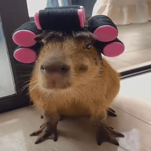 Capibara 🧸✨ 11