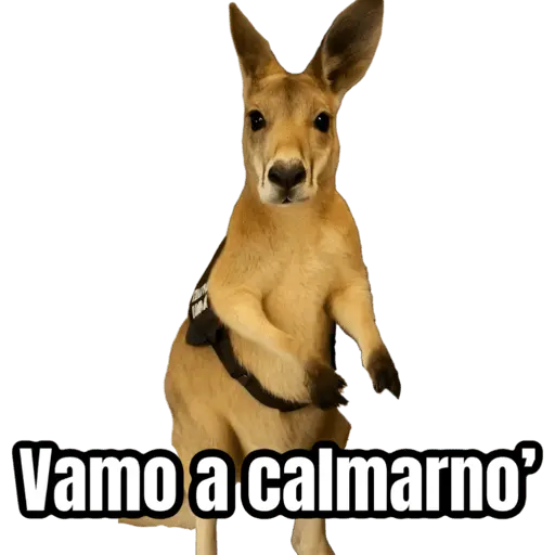 🦘Memes canguro 🦘😂 1