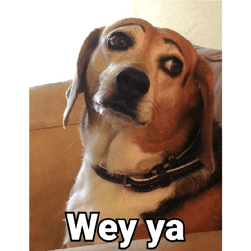 Waos - Perro con cejas🐶 12