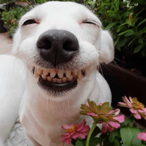 🐶 PERRO SONRIENTE MOODS 🐾 12