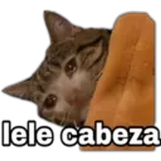 lele cabeza