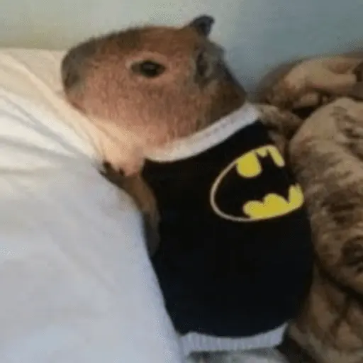 Capibara Random 🍉 2