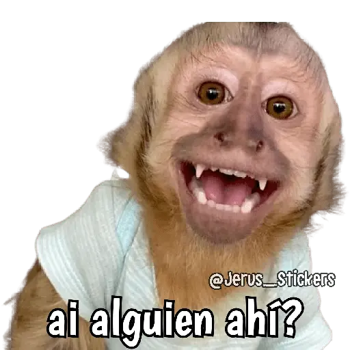 Monos y frases 💬🙊 7