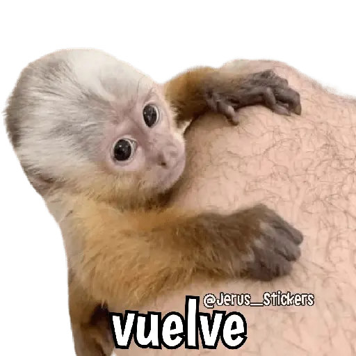 Monos y frases 💬🙊 3