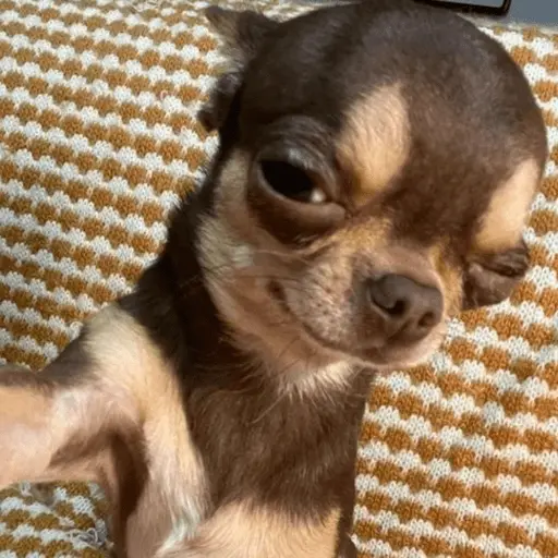 🐶 CHIHUAHUAAA 🎶 4
