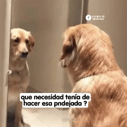 Más REACCIONES #6 🤖 8