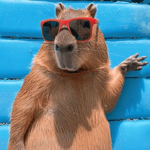Capibara 🧸✨ 5