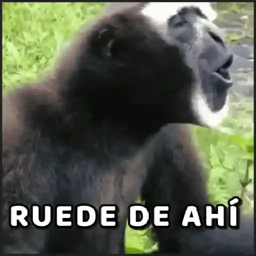 RUEDE DE AHÍ