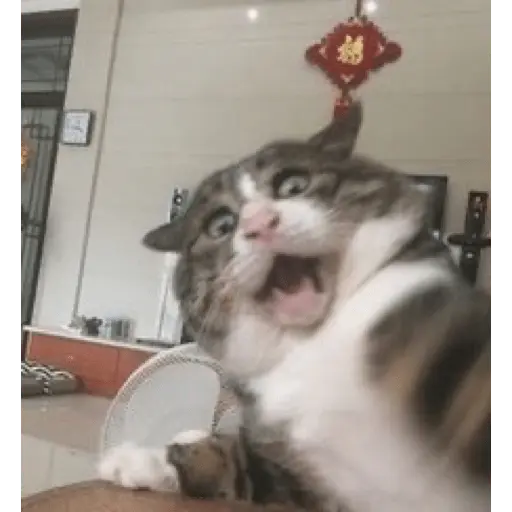 Memes gatitos #3 🐱✨🌷 5