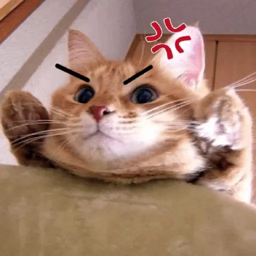 Gatos memes random🐈⬛🐱 6